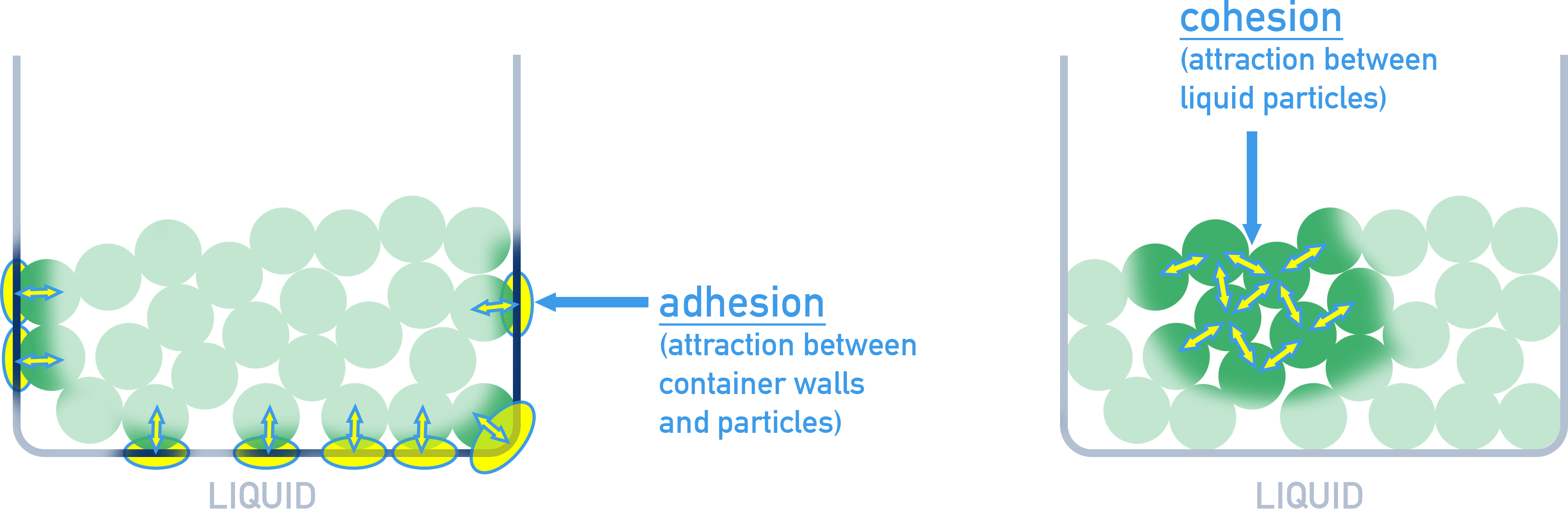 AP Chemistry Diagram of adhesion and cohesion