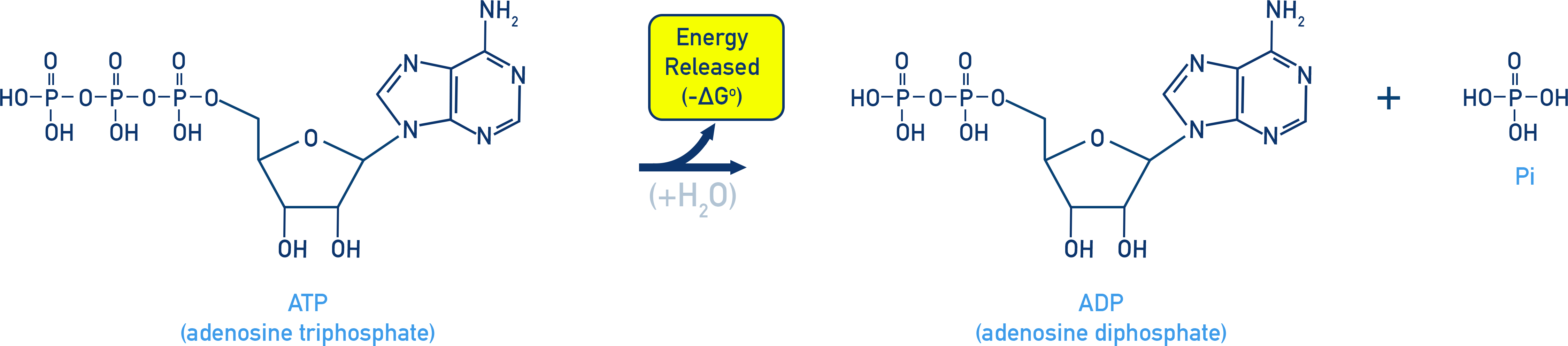 AP Chemistry diagram of ATP hydrolysis: ATP → ADP + Pi, releasing energy (ΔG° ≈ −30.5 kJ/mol).
