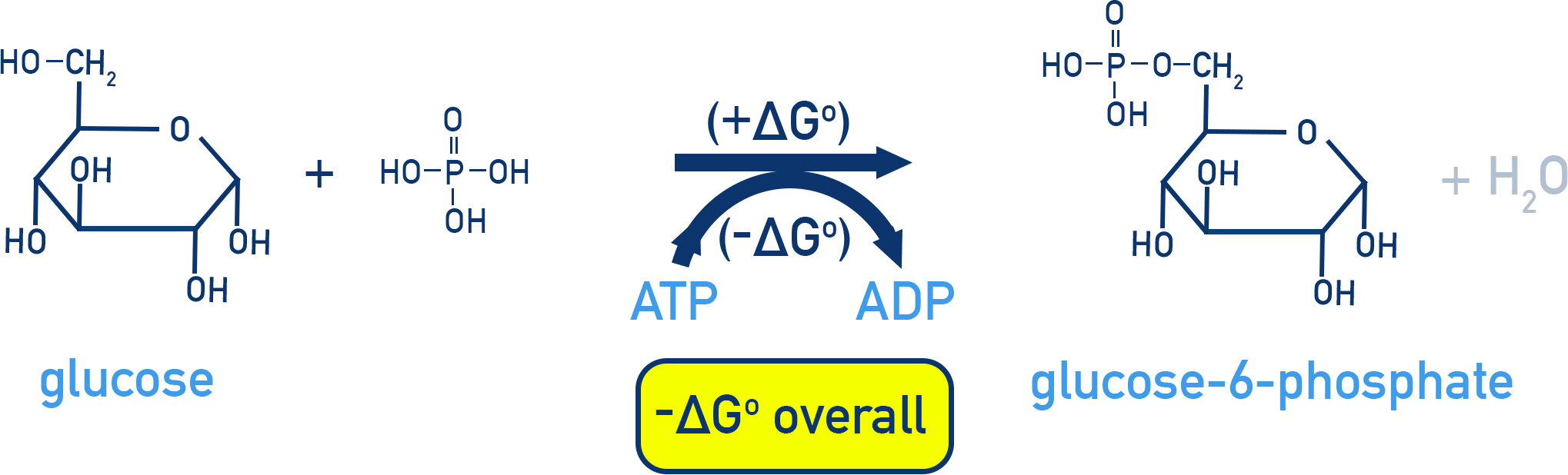 AP Chemistry diagram showing coupled reaction: ATP hydrolysis drives phosphorylation of glucose to glucose-6-phosphate.