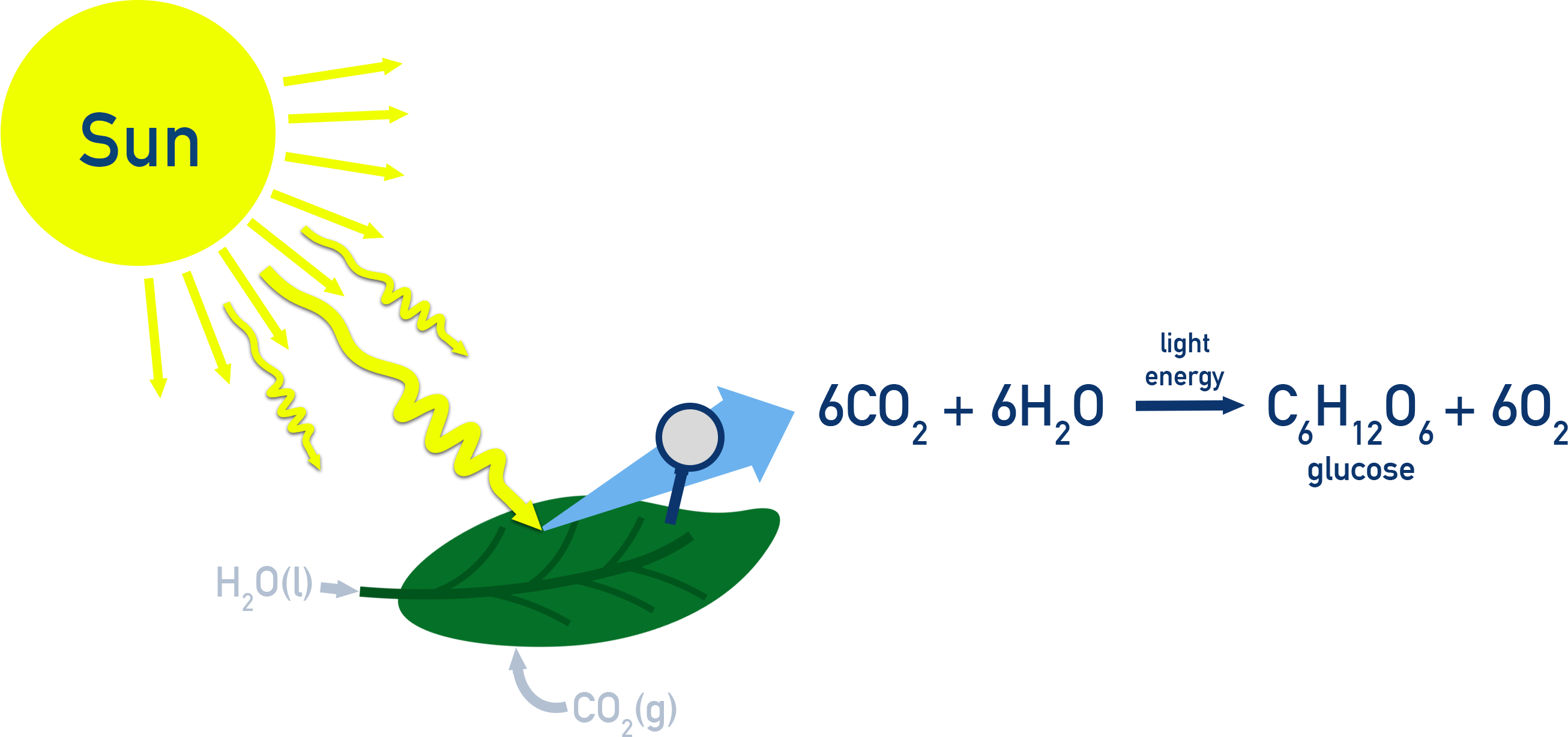 AP Chemistry diagram of photosynthesis: CO₂ and H₂O converted into glucose and O₂ using sunlight energy.