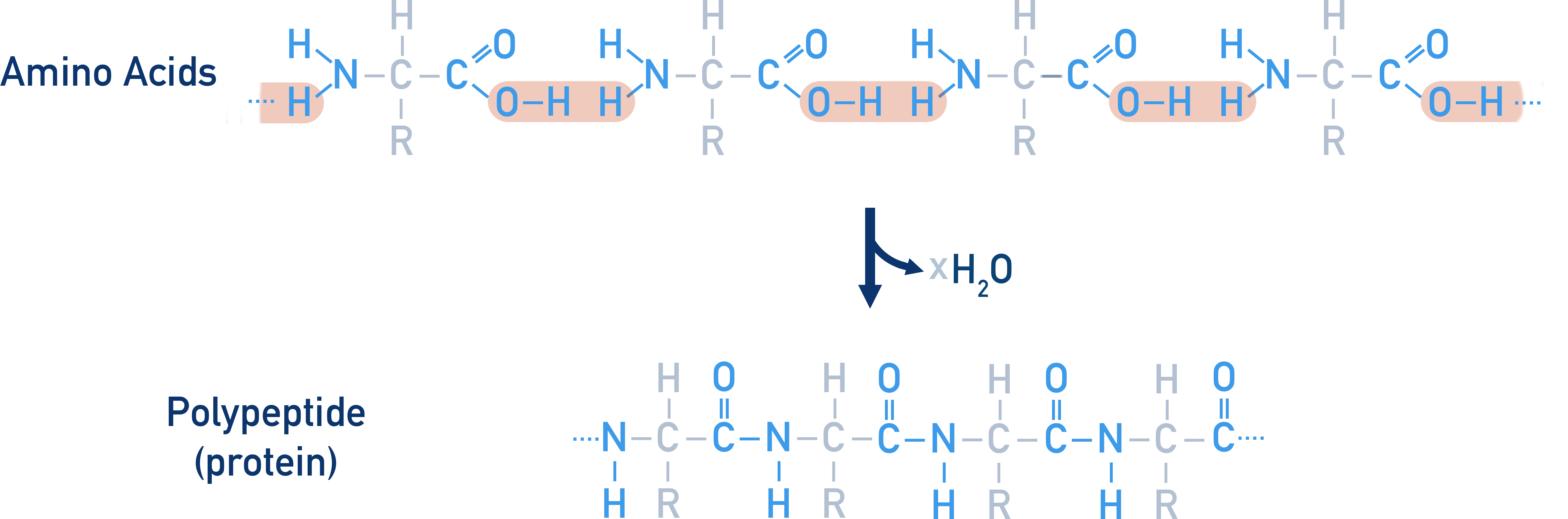 AQA A-Level Chemistry diagram of polypeptide formation from amino acids via peptide bonds