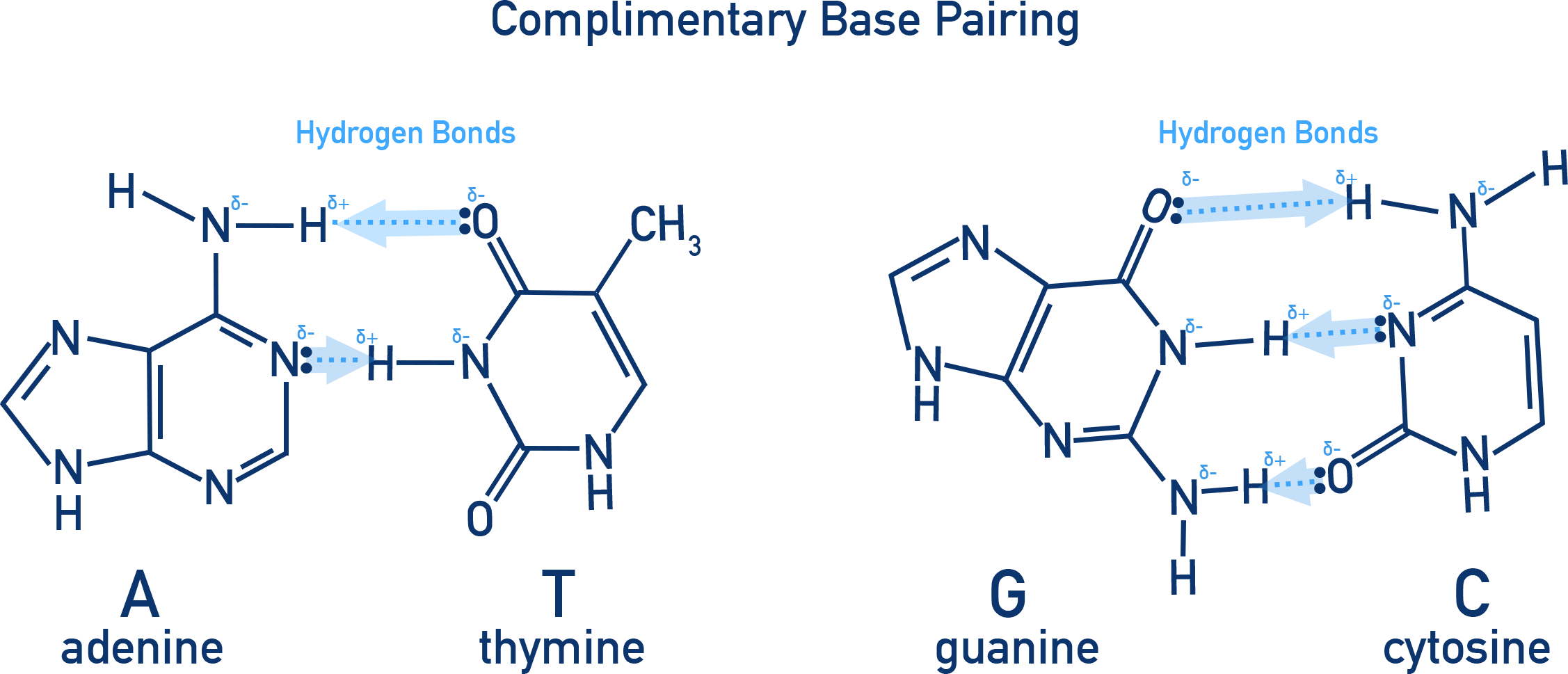 AQA A-Level Chemistry diagram of complementary base pairing showing hydrogen bonding: A with T (2 H-bonds), C with G (3 H-bonds)