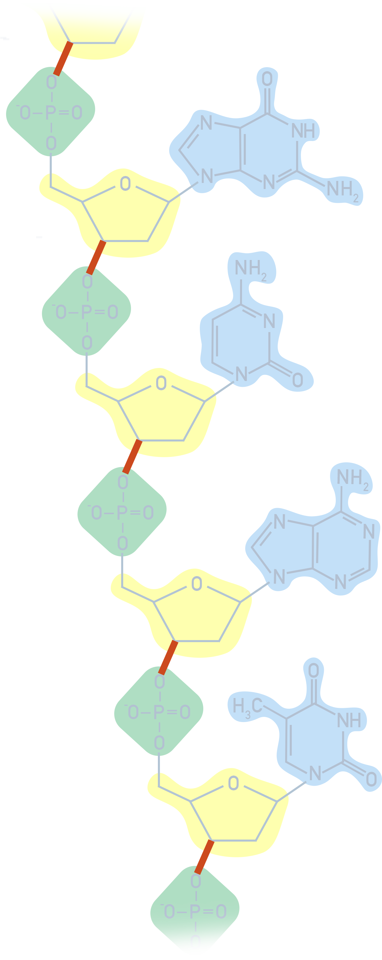 AQA A-Level Chemistry diagram showing DNA as a polymer with a sugar-phosphate backbone and bases