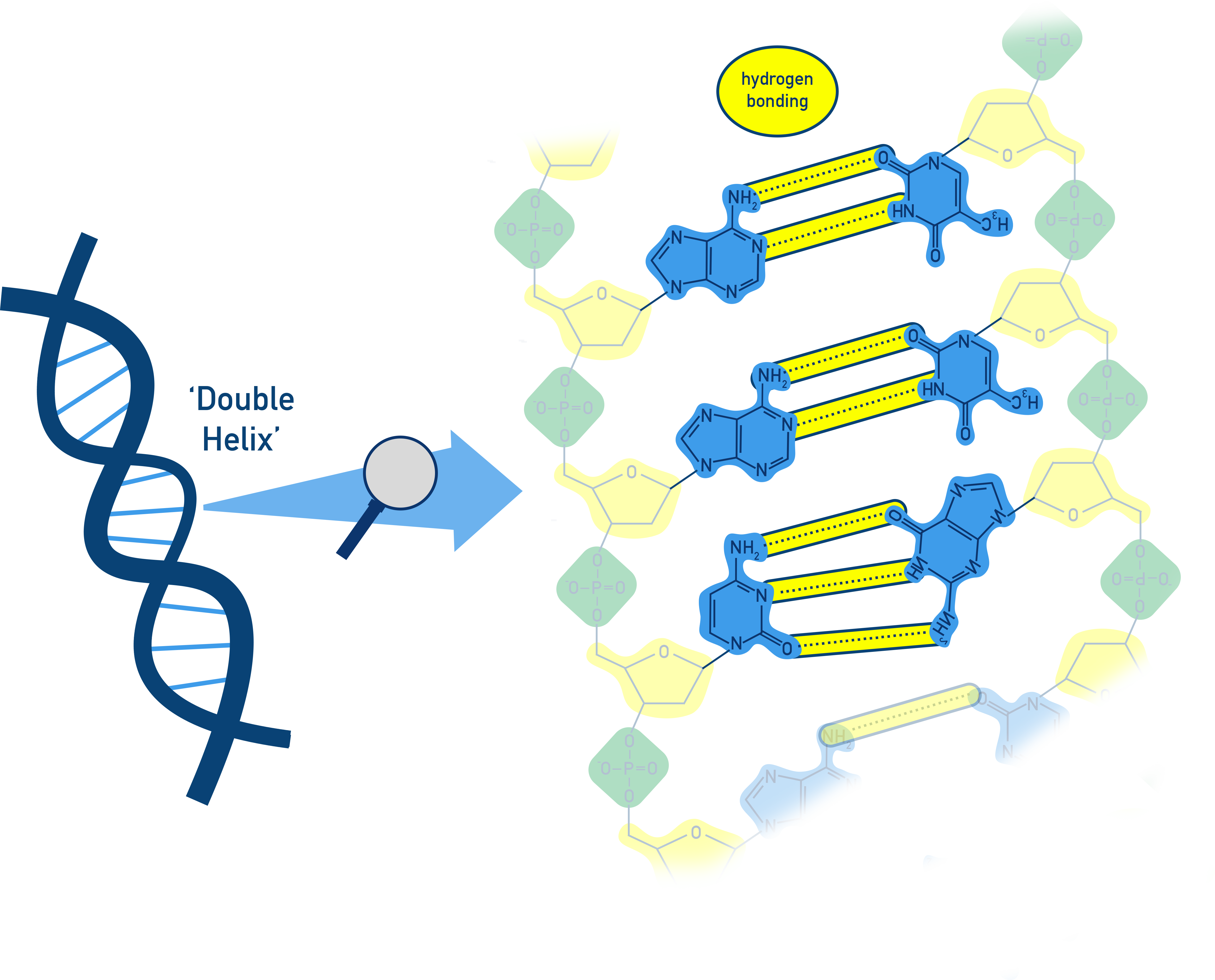 AQA A-Level Chemistry illustration of the DNA double helix with two antiparallel strands