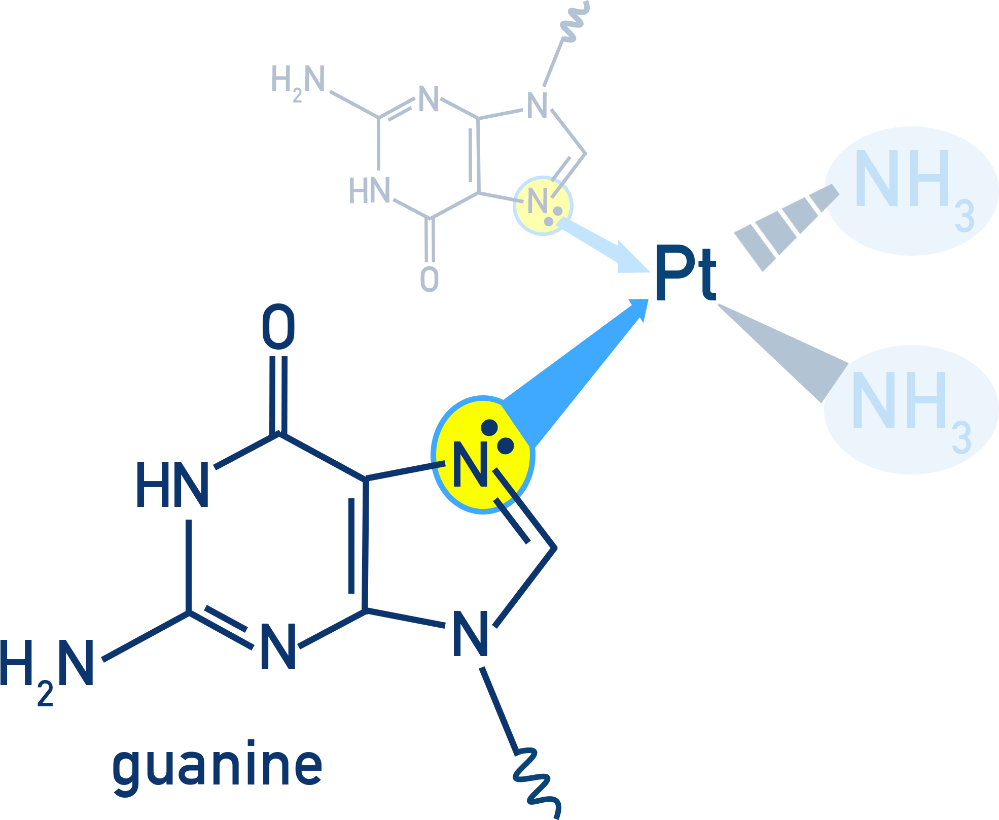 AQA A-Level Chemistry mechanism diagram showing guanine nitrogen coordinating to Pt in cisplatin, forming Pt–DNA links