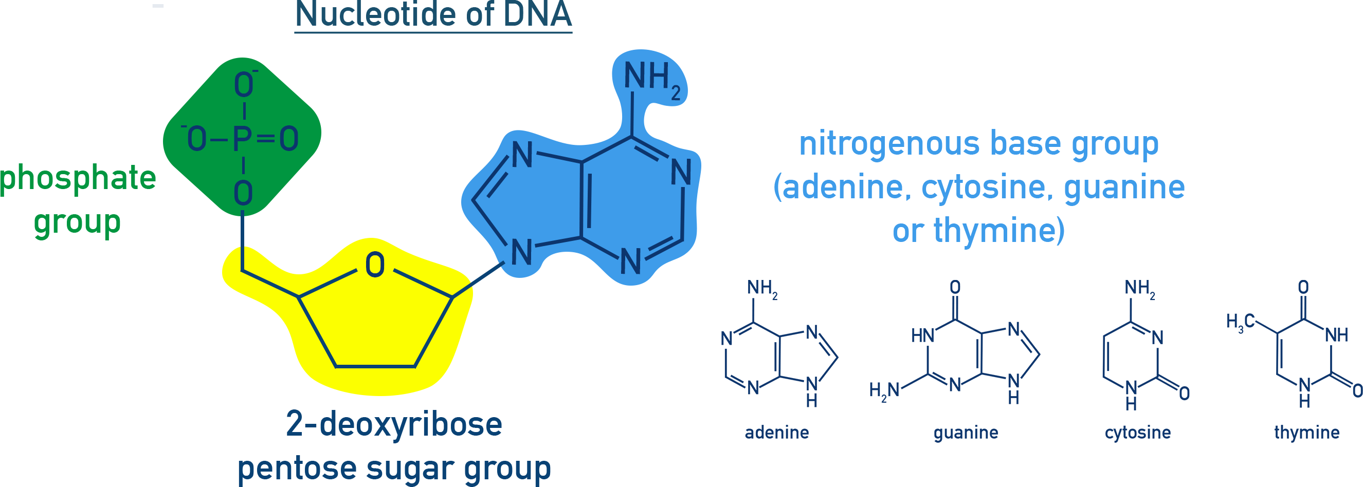 AQA A-Level Chemistry diagram showing a DNA nucleotide made of phosphate ion, 2-deoxyribose sugar, and nitrogenous base