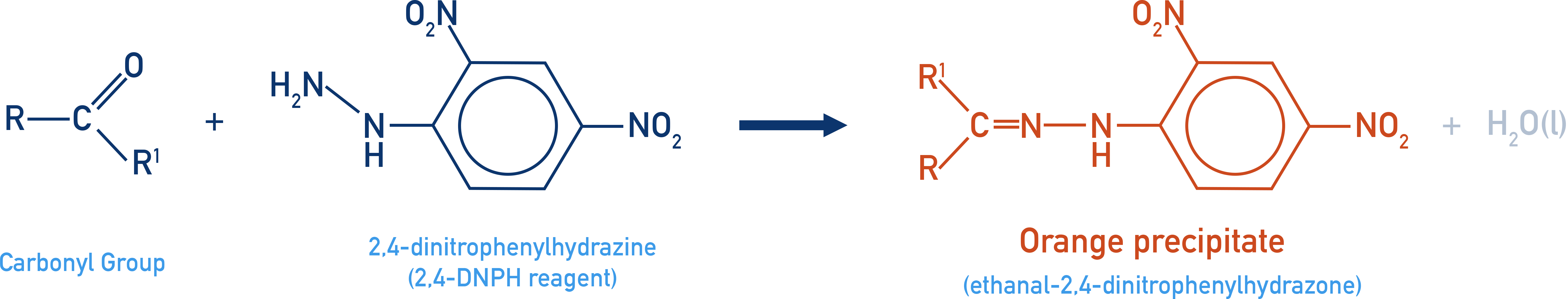 CIE A-Level Chemistry scheme of hydrazone formation when carbonyl reacts with 2,4-DNPH.
