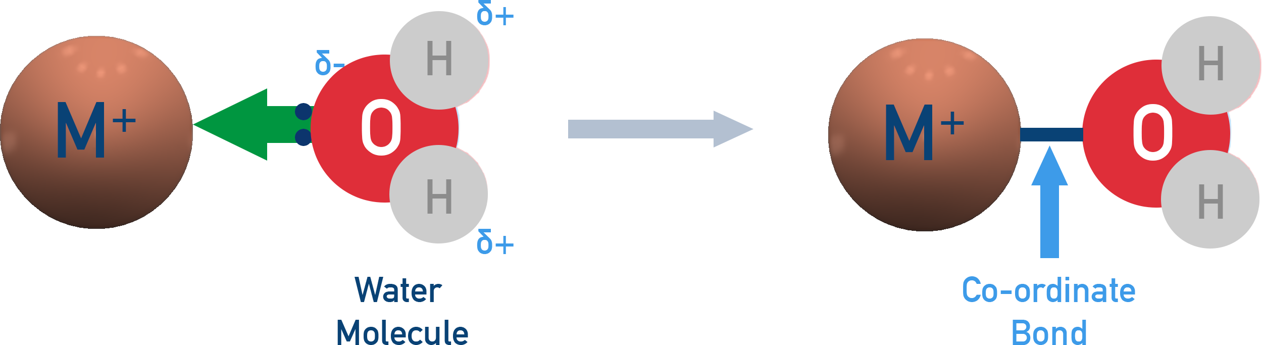 Water acting as a ligand via a lone pair to a central metal ion.