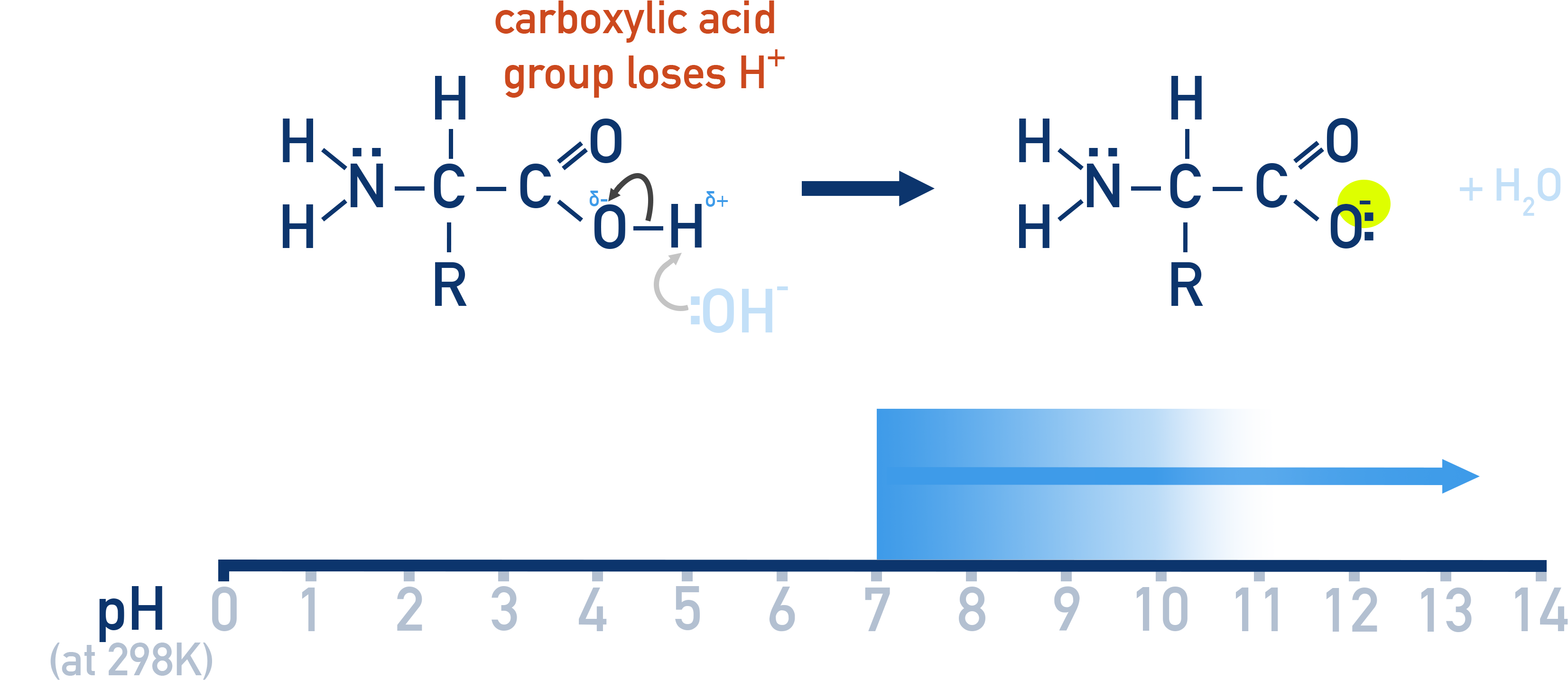 CIE A-Level Chemistry diagram showing amino acid structure in alkaline conditions with negative charge.