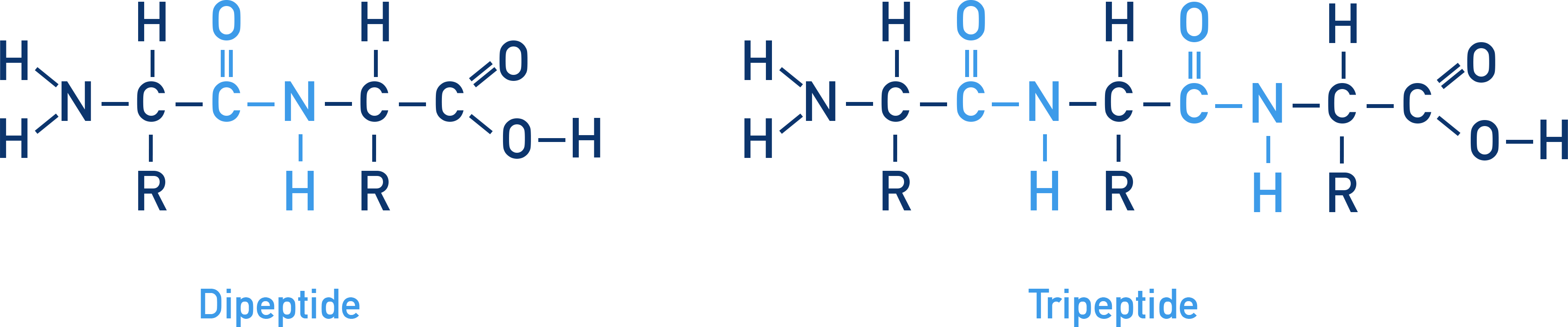 CIE A-Level Chemistry diagram showing dipeptide and tripeptide structures.