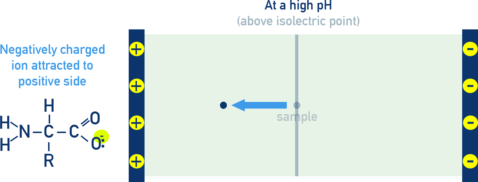 CIE A-Level Chemistry diagram showing amino acid migration to positive electrode at high pH.