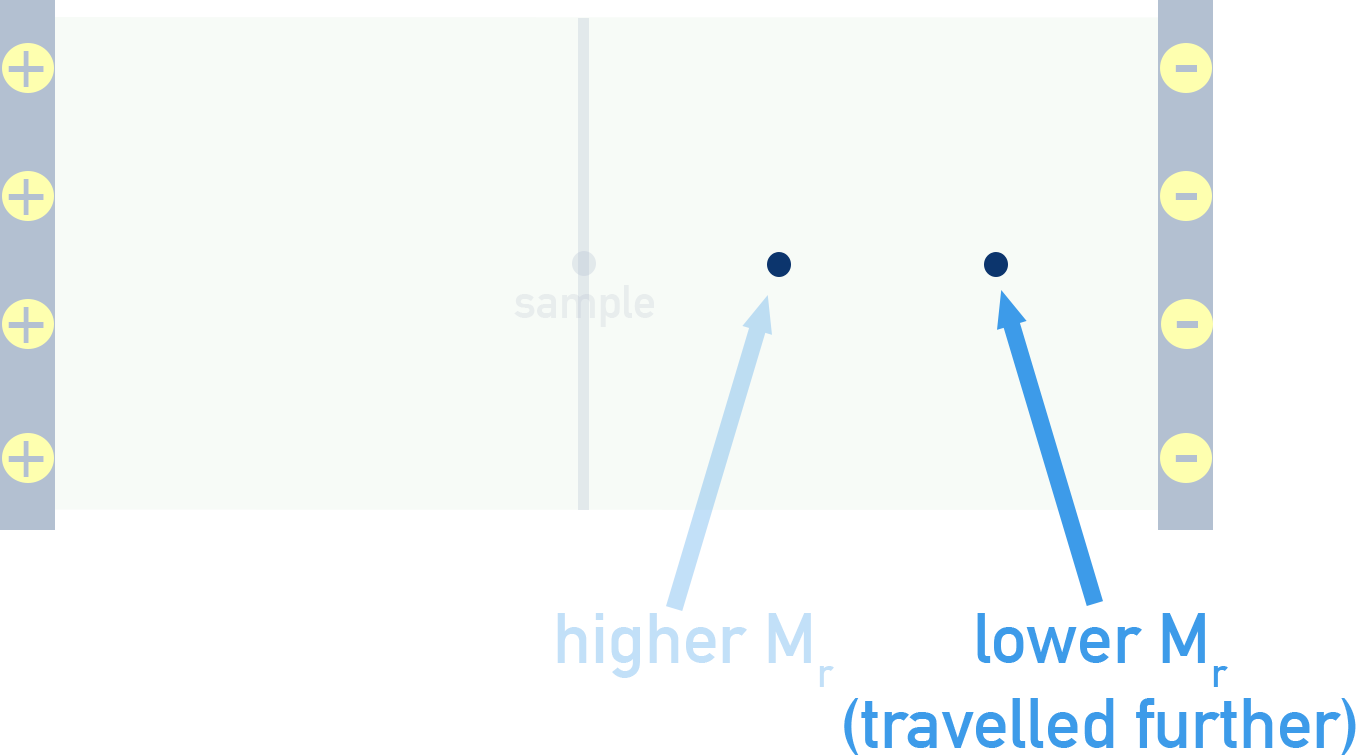 CIE A-Level Chemistry diagram showing effect of relative molecular mass on movement of ions in electrophoresis.