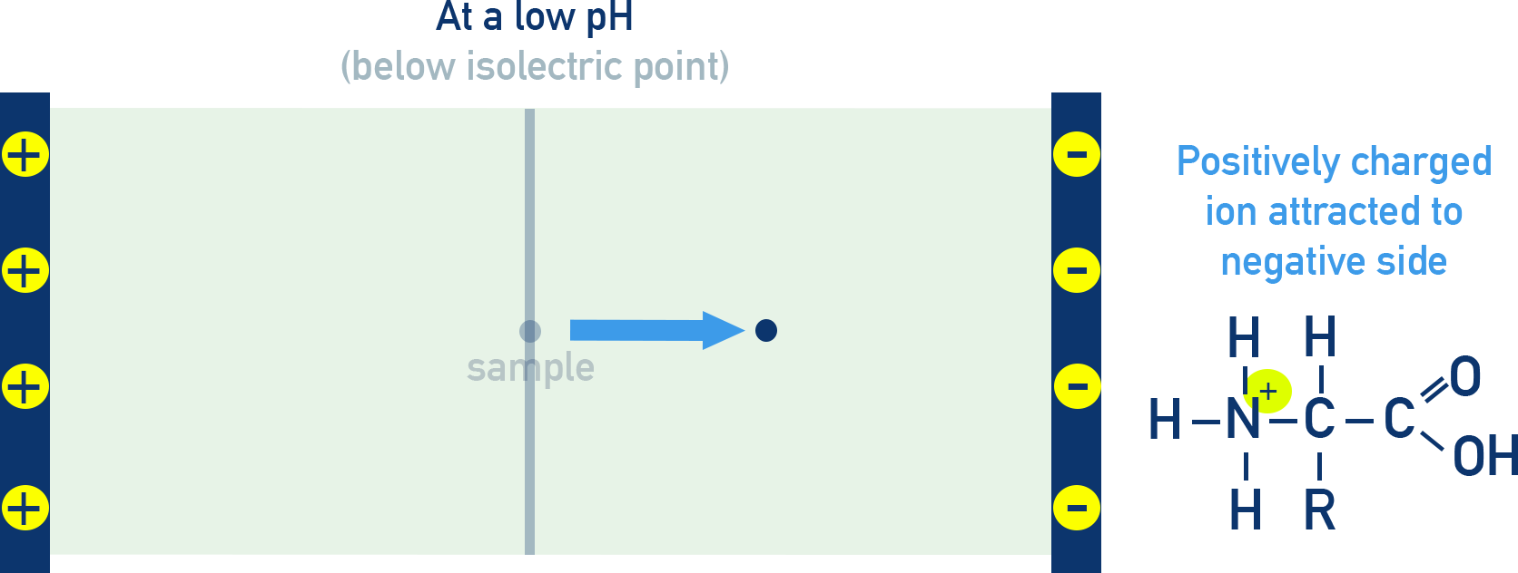 CIE A-Level Chemistry diagram showing amino acid migration to negative electrode at low pH.