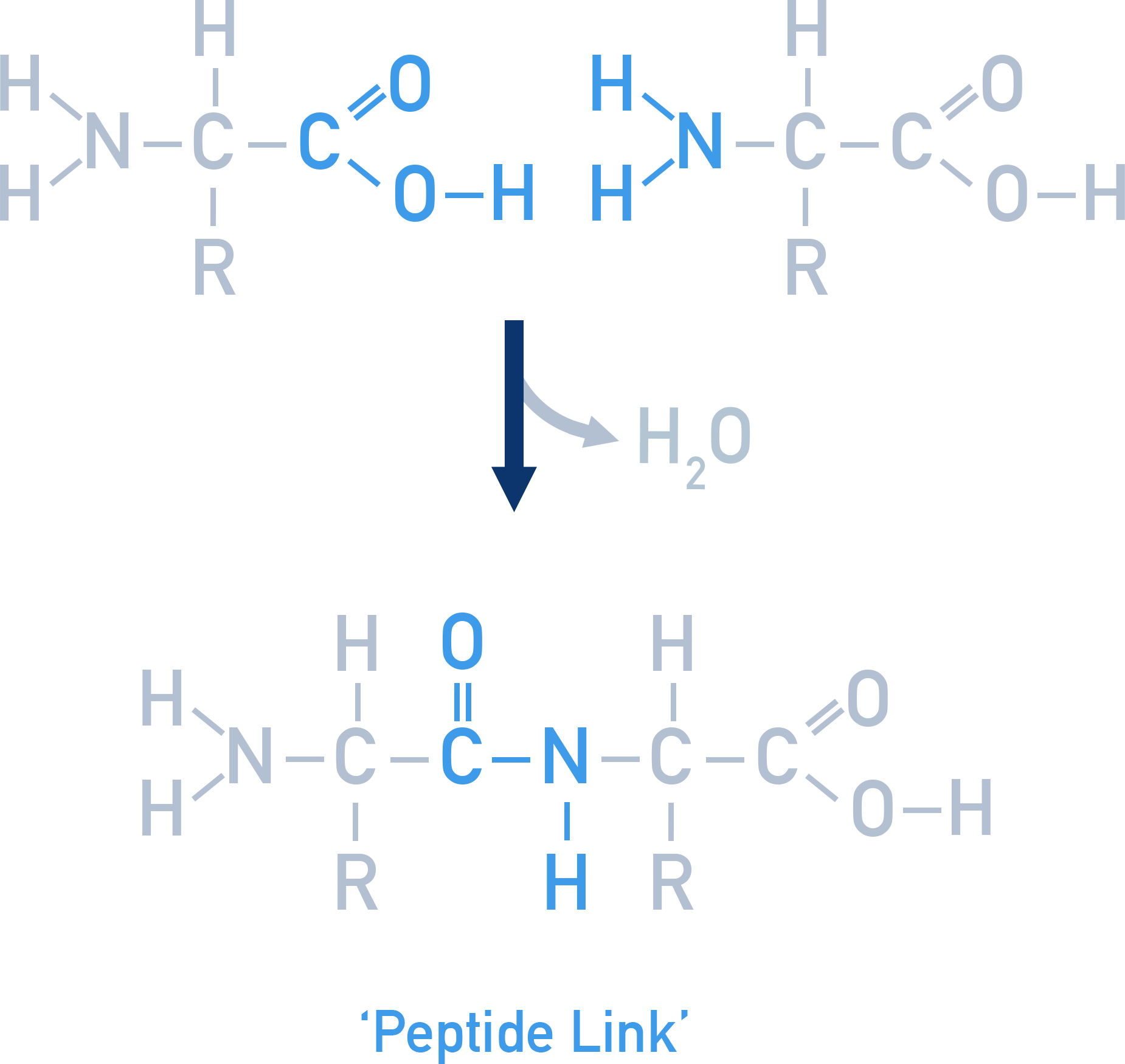 CIE A-Level Chemistry diagram showing condensation reaction forming peptide bond between two amino acids.