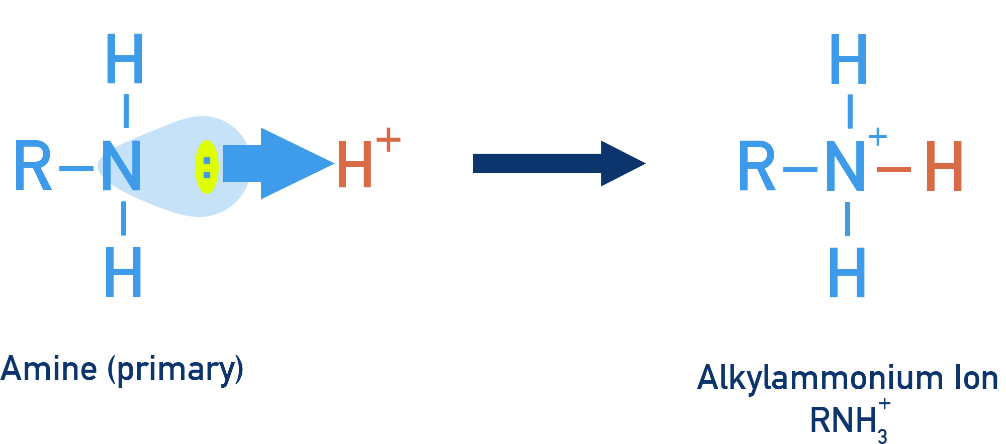 Edexcel A-Level Chemistry schematic showing amine lone pair accepting H+ to form an alkylammonium ion.