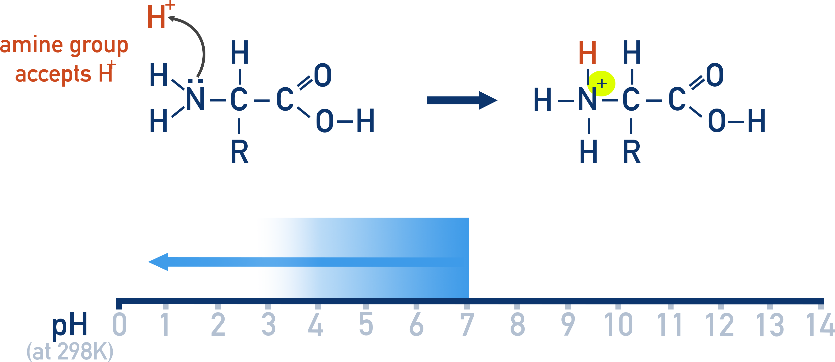 Edexcel A-Level Chemistry protonation of amino acid in acidic conditions to give overall positive ion with NH3+ and COOH.
