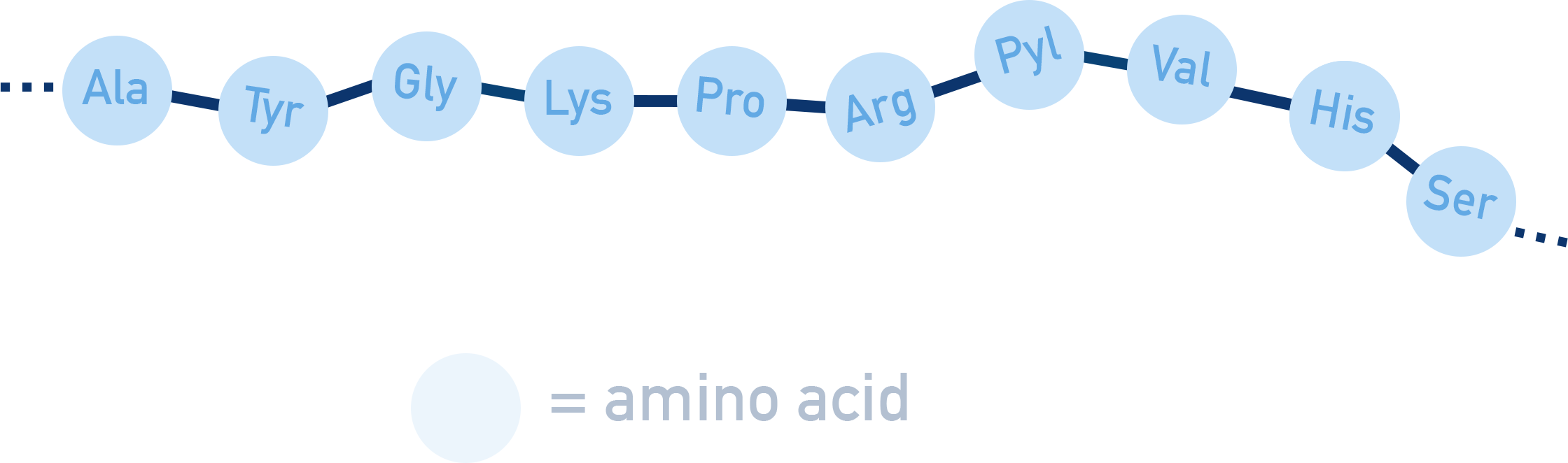Edexcel A-Level Chemistry schematic of a protein macromolecule composed of amino acid residues linked by peptide bonds.