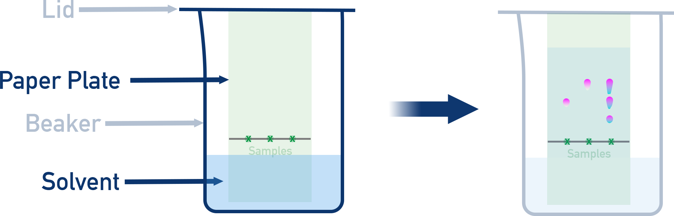 NCERT 11 Chemistry paper chromatography setup showing solvent front, origin line and separated spots.