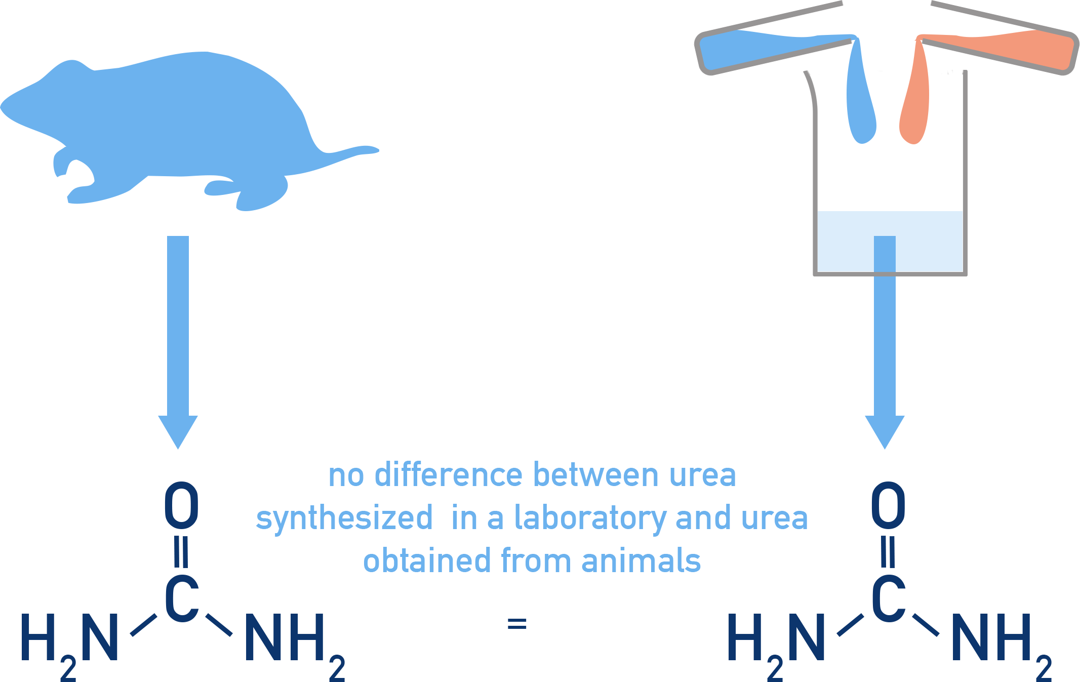 NCERT 11 Chemistry diagram showing Wöhler’s synthesis of urea from ammonium cyanate disproving vital force theory.