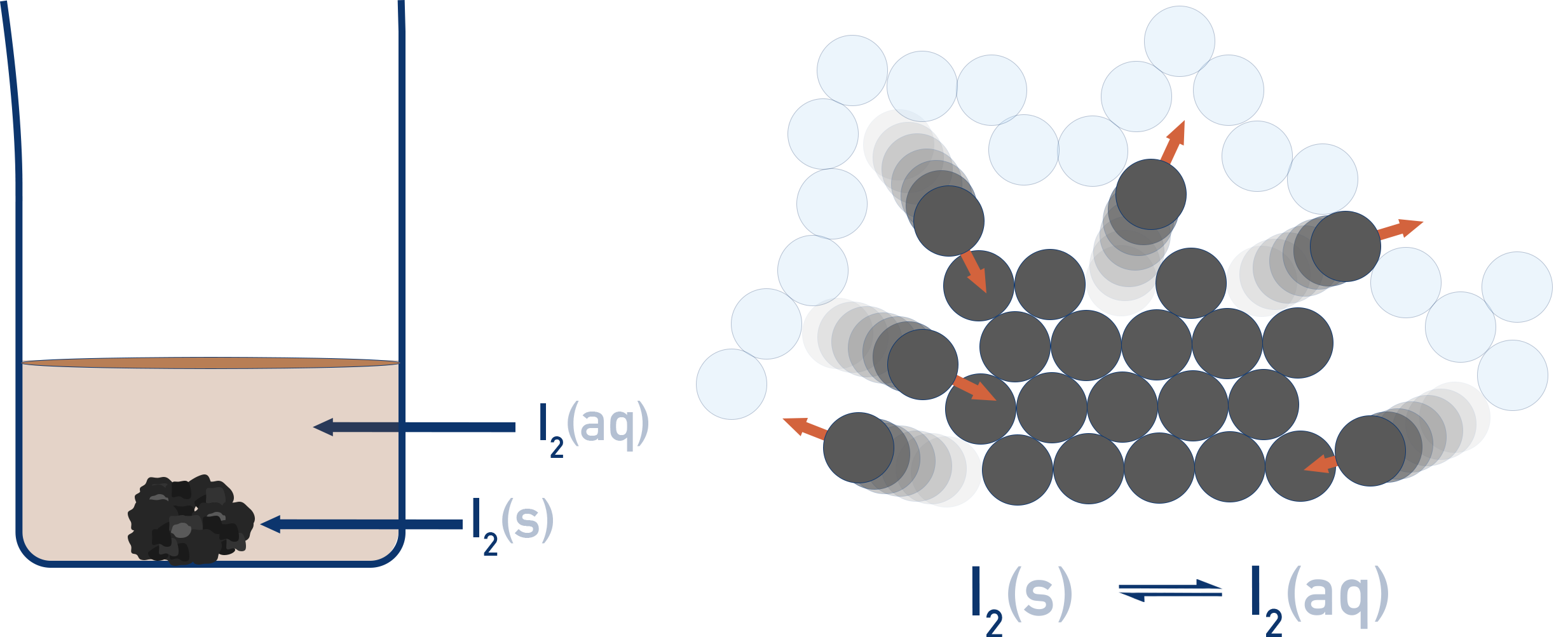 Chemistry NCERT Class 12 Solutions 1.3 diagram showing I2(s) ⇌ I2(aq) dynamic equilibrium when iodine dissolves in water.