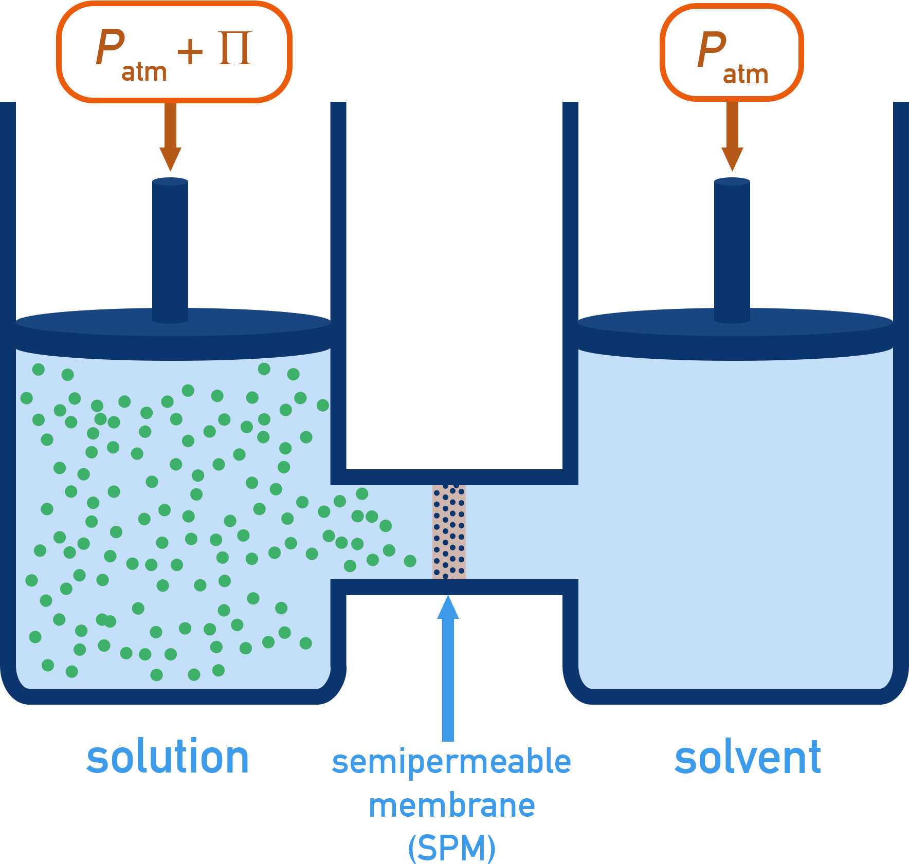 Chemistry NCERT Class 12 schematic showing osmosis through a semipermeable membrane from dilute to concentrated solution.