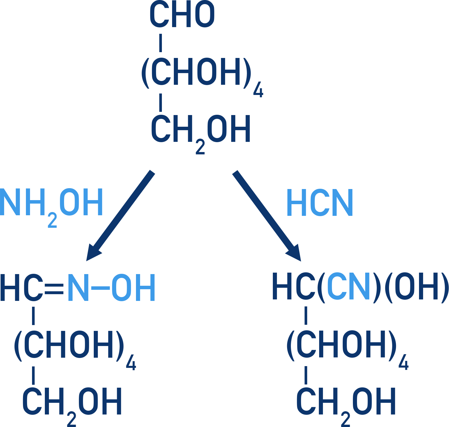 Chemistry NCERT Class 12 Carbohydrates: formation of glucose oxime and cyanohydrin indicating a carbonyl group.