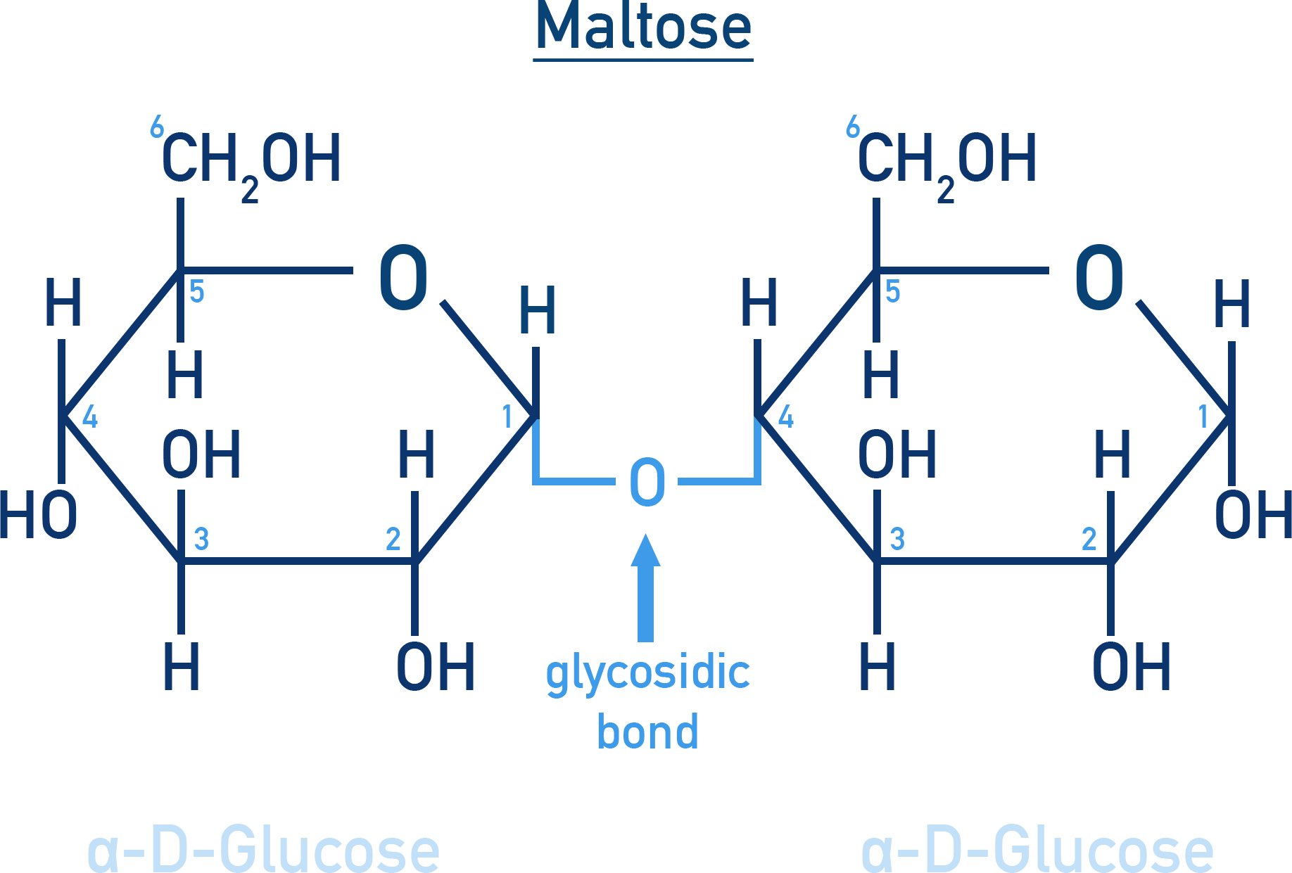 Chemistry NCERT Class 12 Carbohydrates: Haworth depiction of maltose as two α-D-glucose units linked C1→C4.