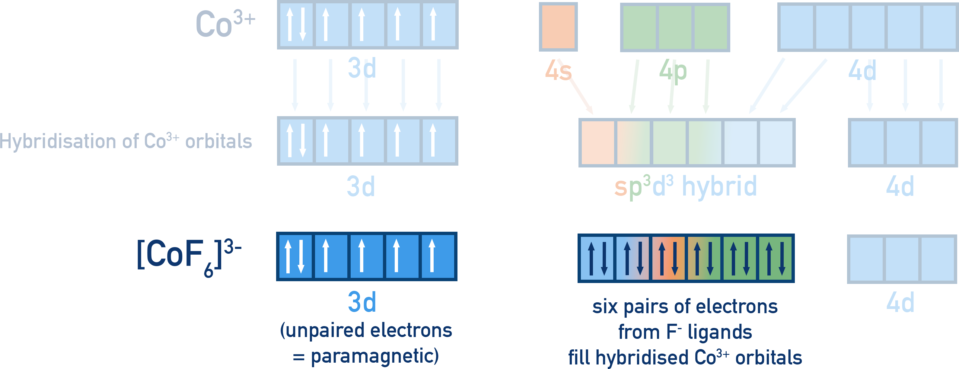 NCERT 12 Chemistry VBT example for [CoF6]3− showing sp3d2 outer-orbital octahedral hybridisation with four unpaired electrons under NCERT Class 11 reference.