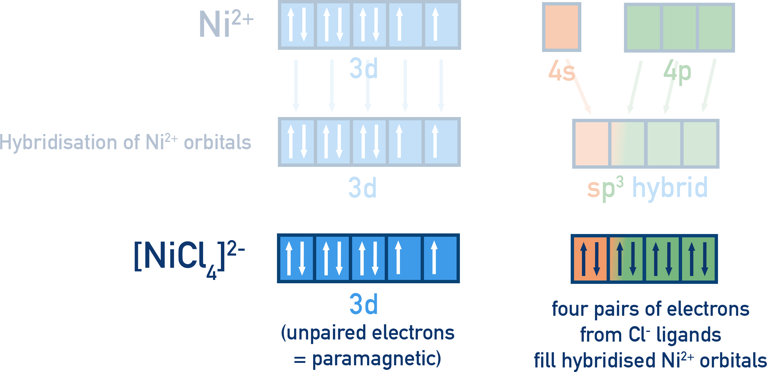 NCERT 12 Chemistry VBT example for [NiCl4]2− showing sp3 tetrahedral hybridisation with two unpaired electrons per NCERT Class 12 syllabus.