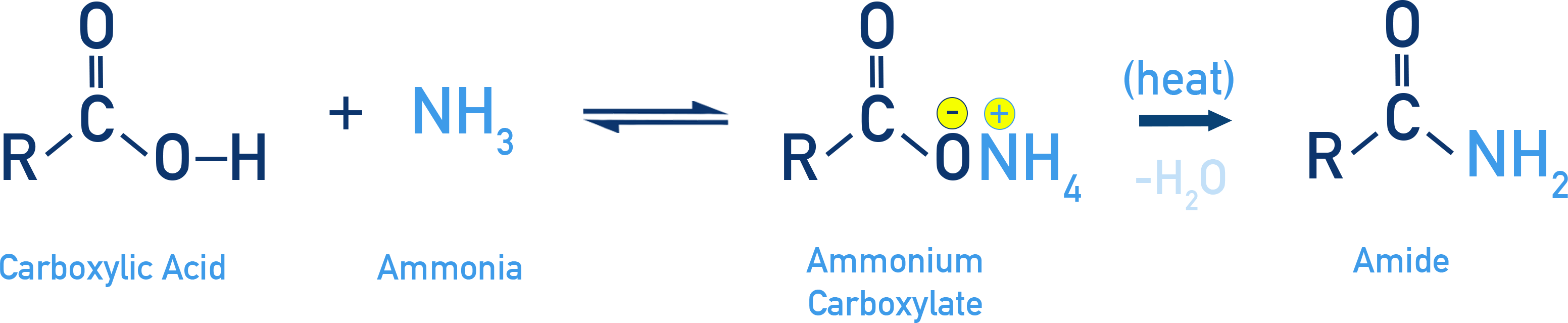 NCERT 12 Chemistry formation of ammonium carboxylate from carboxylic acid and ammonia followed by dehydration to amide.