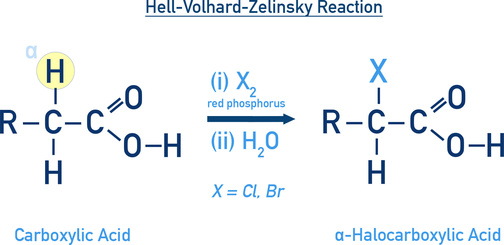 NCERT 11 Chemistry HVZ reaction producing alpha-halo carboxylic acid via halogenation and hydrolysis.