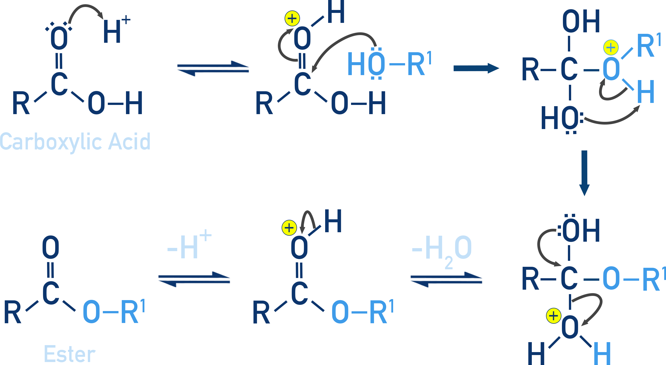 NCERT 11 Chemistry stepwise mechanism of esterification: nucleophilic attack of alcohol oxygen on carbonyl carbon and elimination of water.