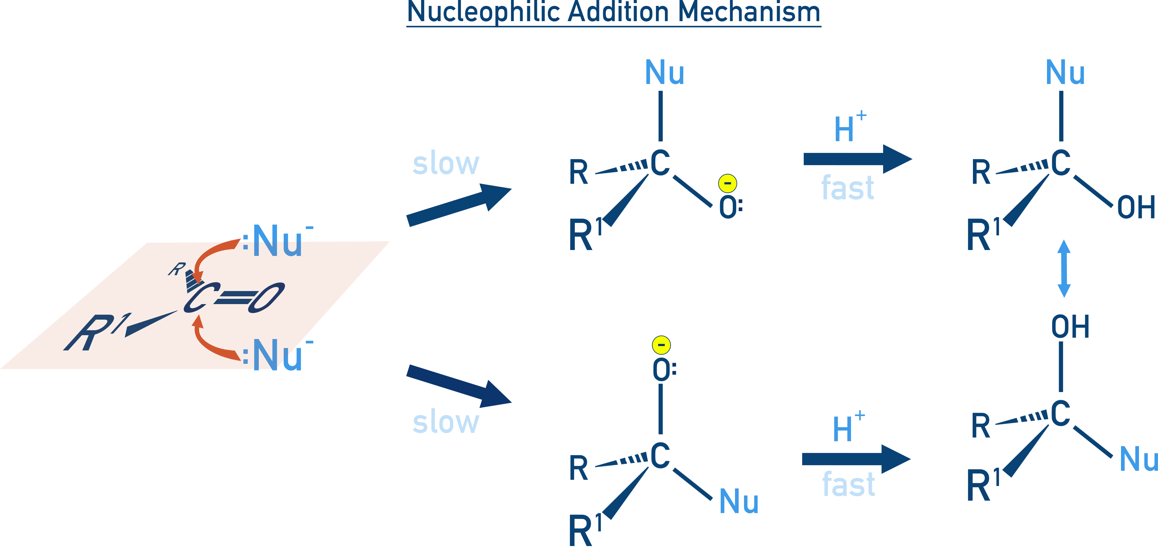 NCERT 12 Chemistry mechanism of nucleophilic addition showing attack on carbonyl carbon, formation of alkoxide and protonation to give addition product.
