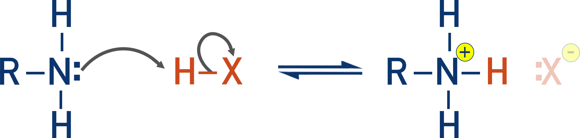 NCERT 12 Chemistry schematic showing amine lone pair accepting a proton to form an ammonium ion.