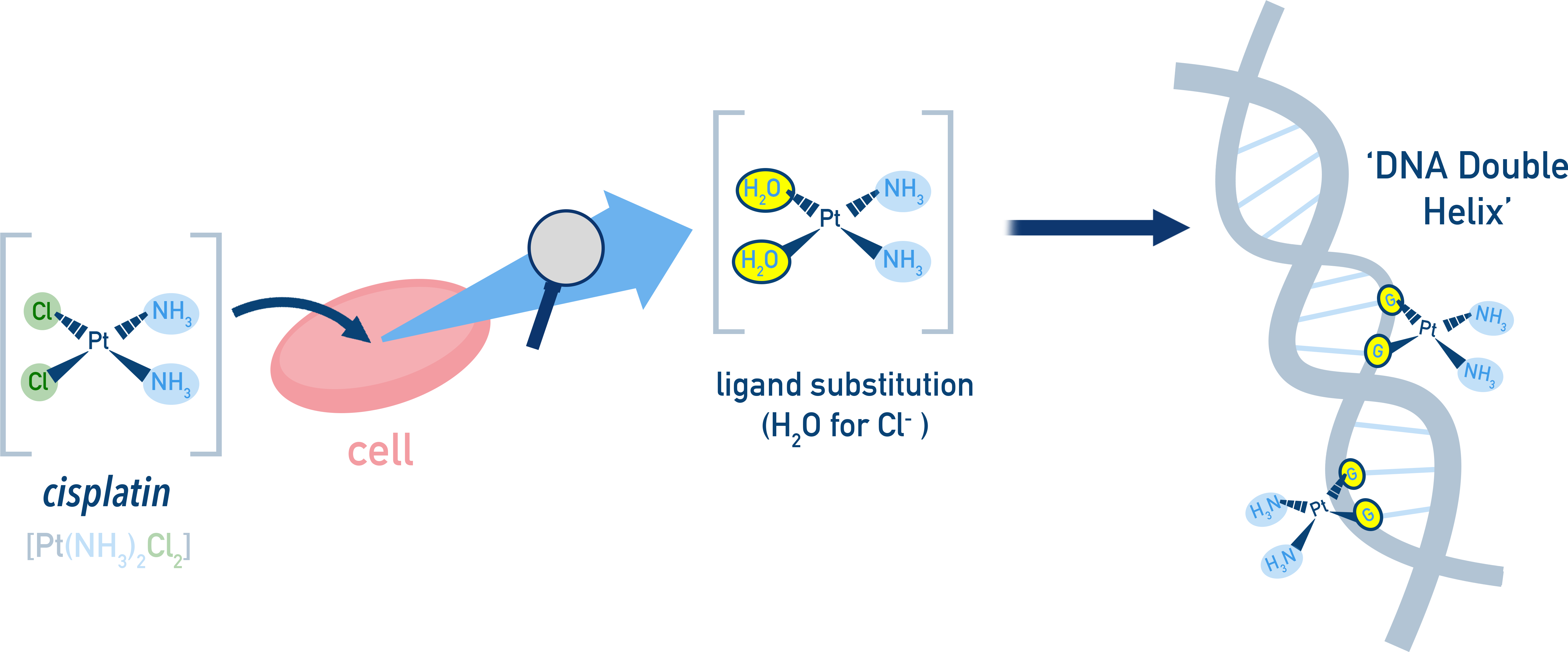 OCR (A) A-Level Chemistry diagram showing cisplatin binding to DNA.