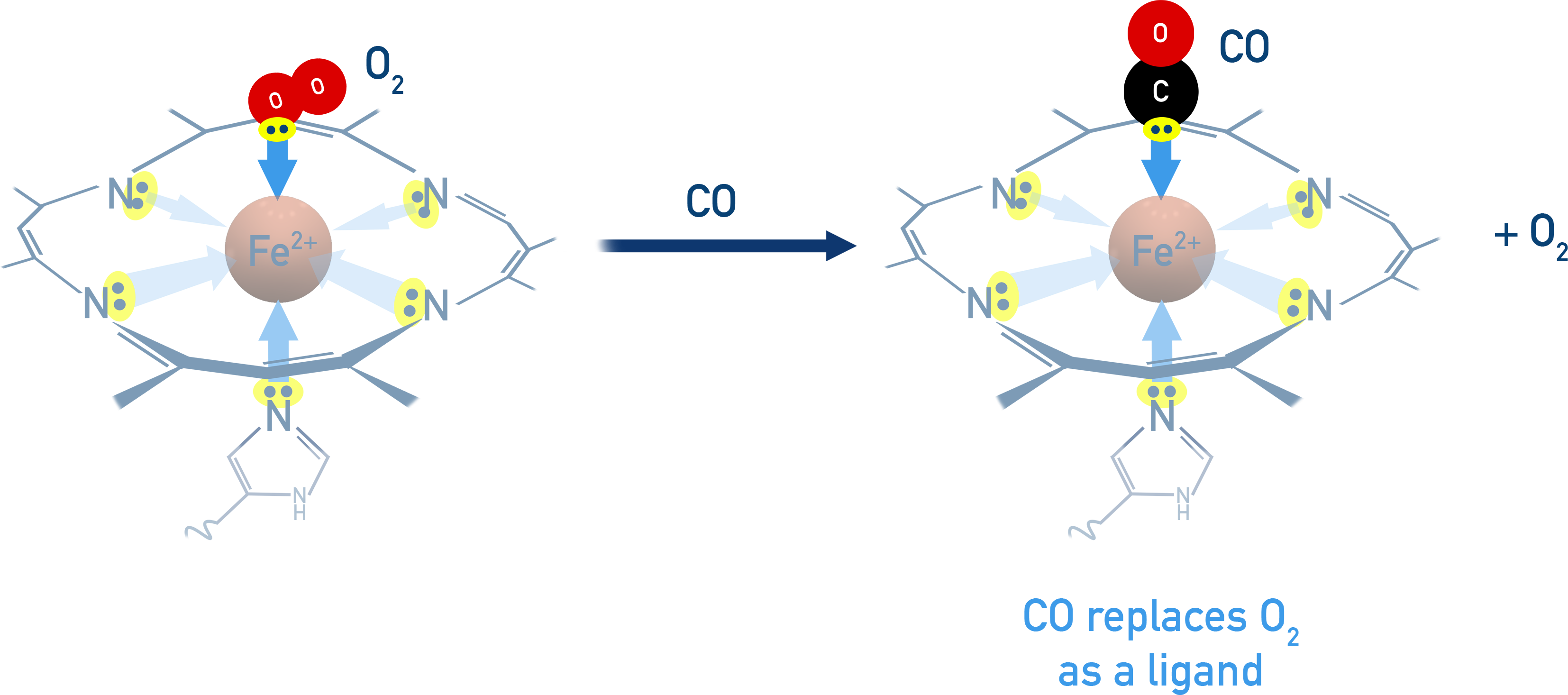OCR (A) A-Level Chemistry haemoglobin with oxygen ligand binding to Fe2+.
