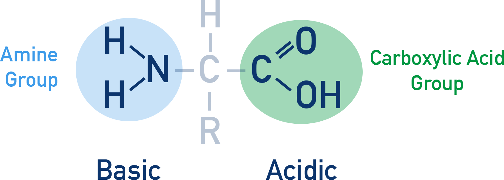 OCR (A) A-Level Chemistry diagram showing acidic COOH and basic NH2 groups in amino acids.